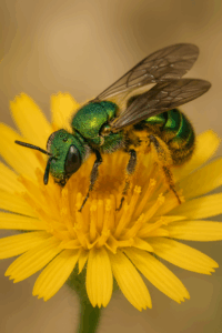 Fliegende Goldstücke