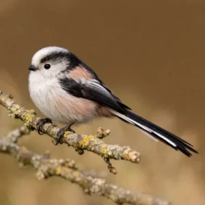 Wiesenbewohner des Monats März